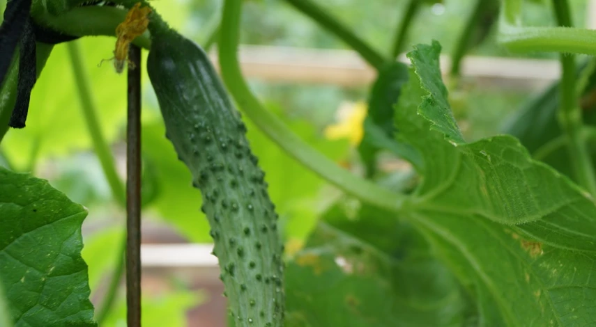 как подвязать огурцы в открытом грунте