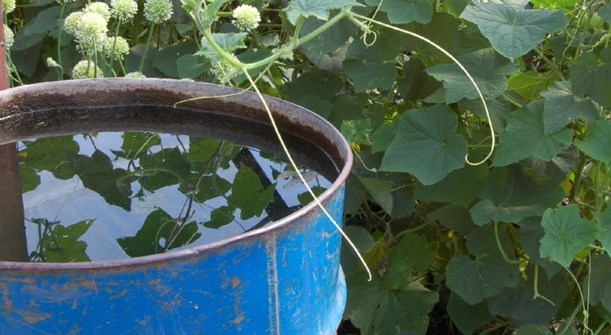 огурцы в открытом грунте посадка и уход