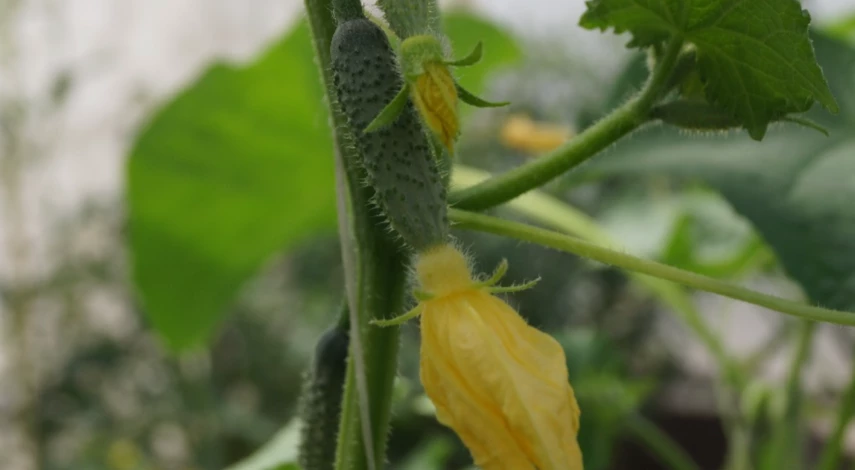 Зачем прищипывать огурцы в теплице