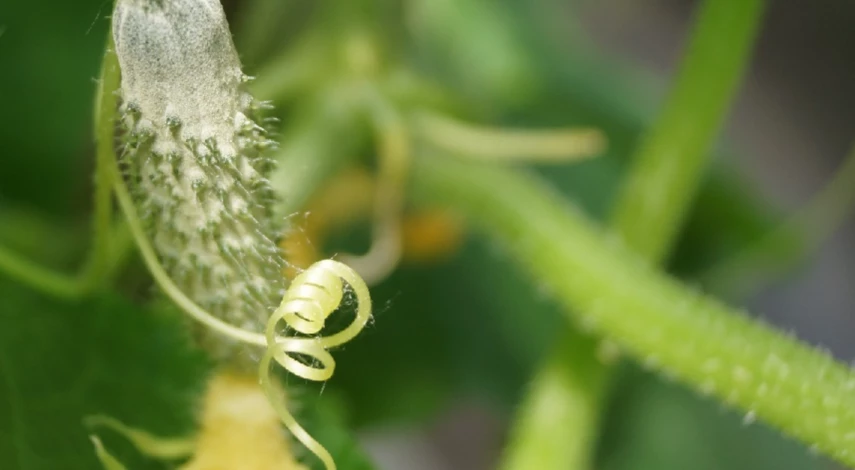 Правила прищипывания огурцов в теплице