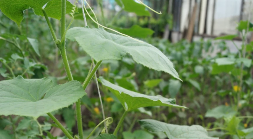 прищипывание партенокарпических огурцов