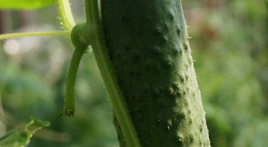 прищипывание огурцов в теплице пошагово