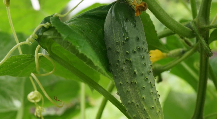 удаление усов при прищипывании огурцов