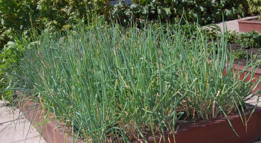 когда собирать лук в июле