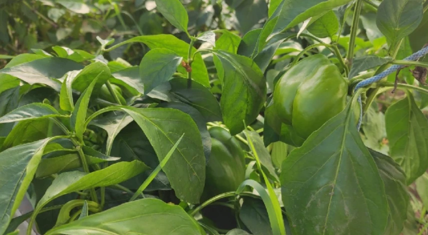 Причины появления тли на перце