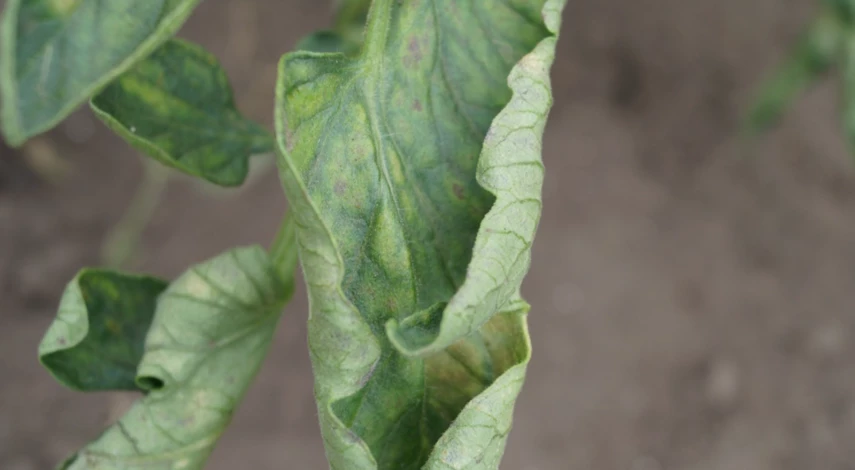 Причины увядания томатов в теплице