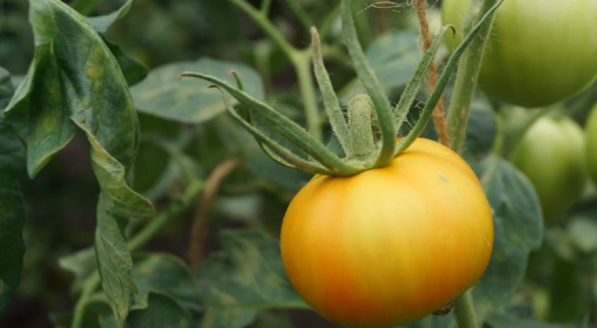 Почему вянут листья томатов