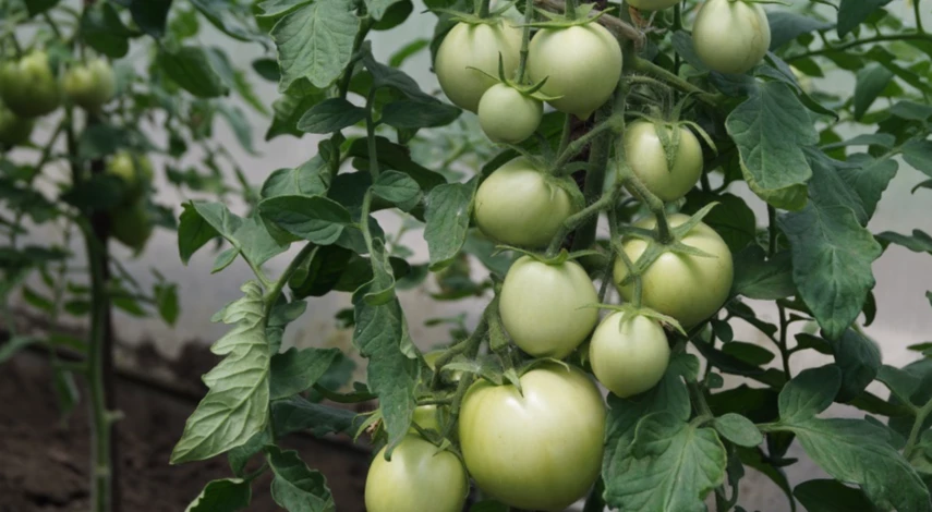 Профилактика увядания томатов