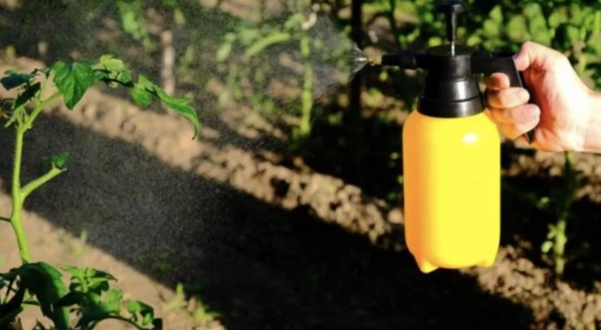 Что делать при увядании томатов