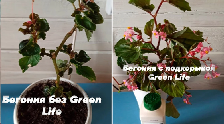 Удобрение для комнатных растений