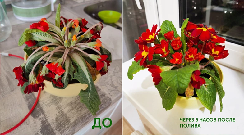 Удобрения Green life для комнатных цветов