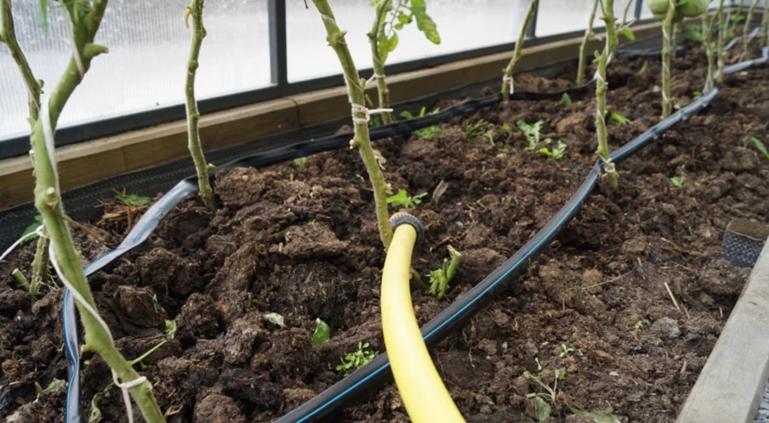 Капельный полив томатов в теплице
