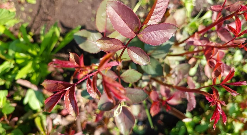 Чем подкормить розы