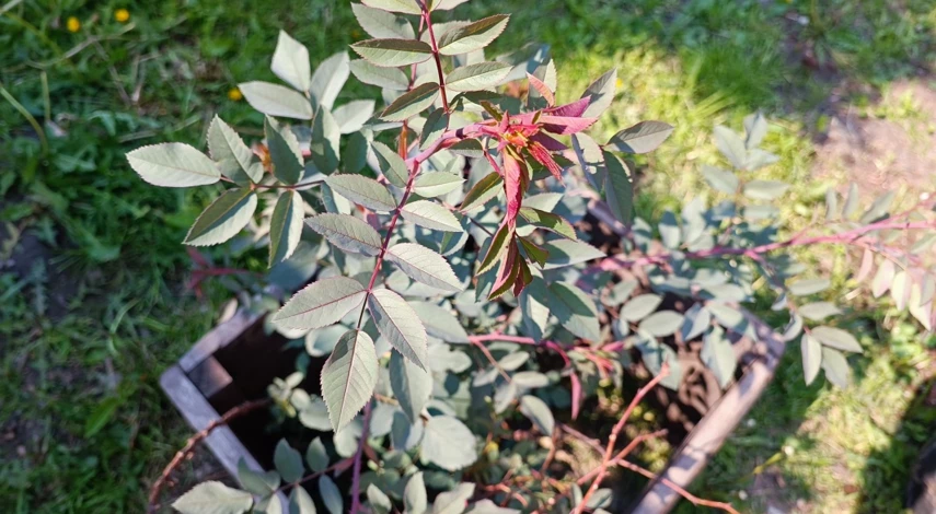 Чем подкормить розы для цветения