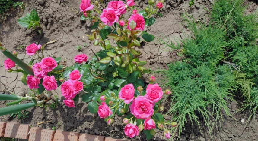 Подкормка роз для обильного цветения