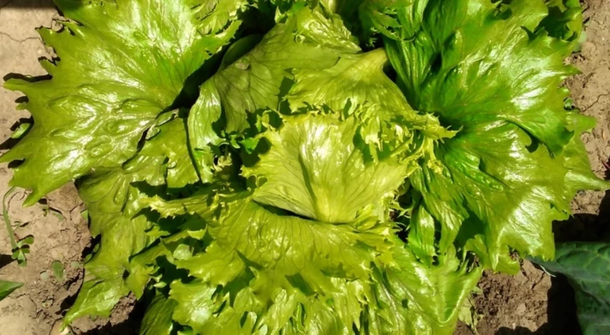 Сорта кочанного салата