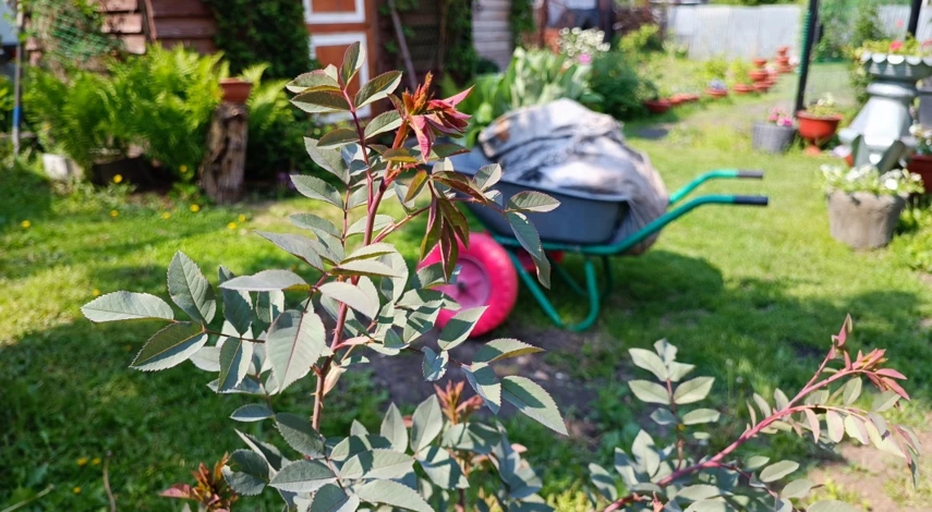 Удобрение роз для цветения