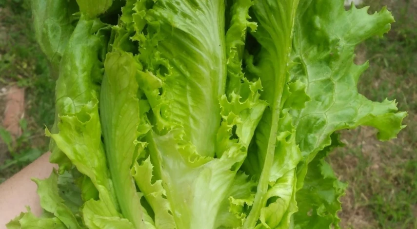 Урожай кочанного салата
