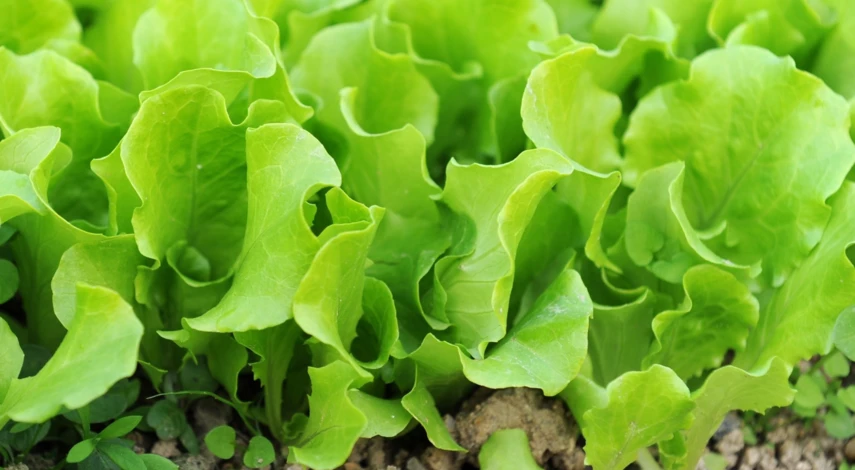 Посадка кочанного салата