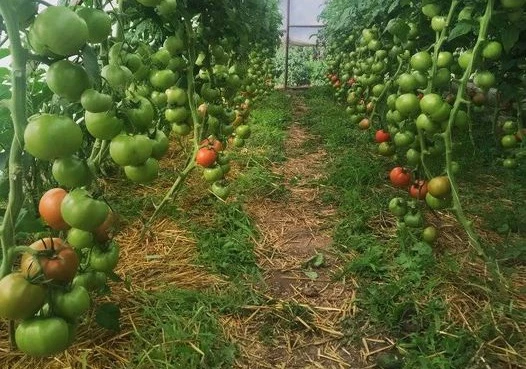 Подкормки томатов для завязи