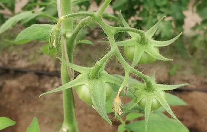 Обработка томатов для завязей