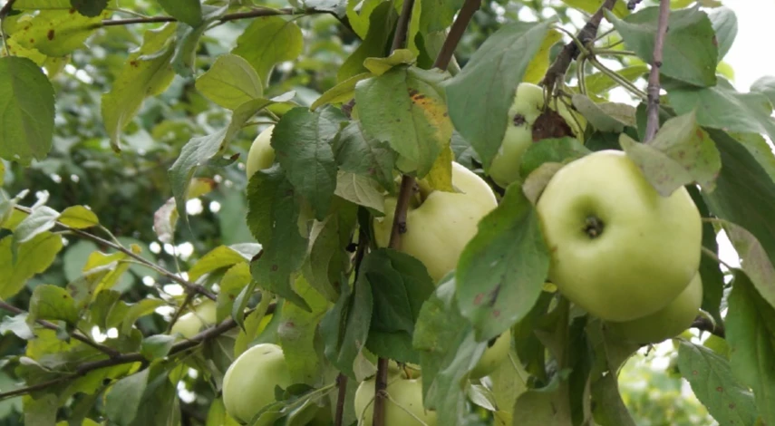 Профилактика парши на яблоне