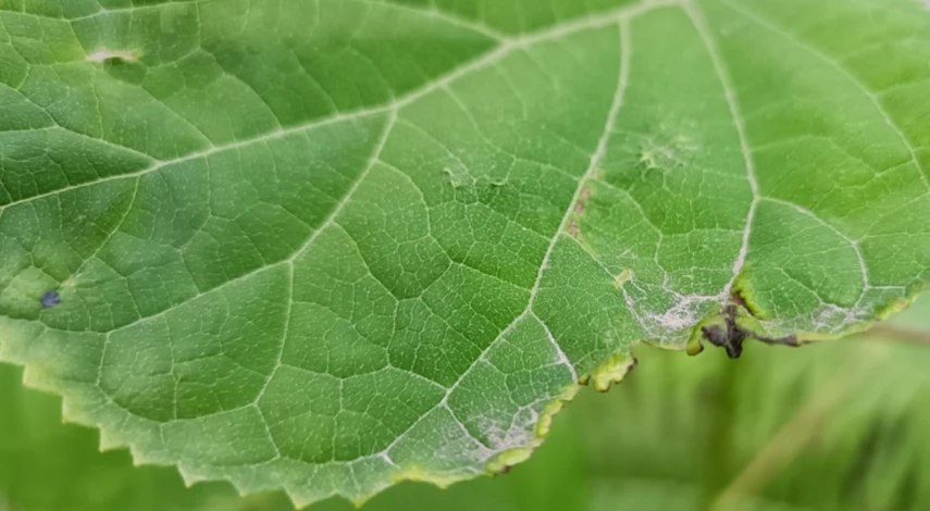 Причины пятен на гортензии