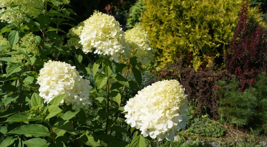 Лечение пятен на листях гортензии