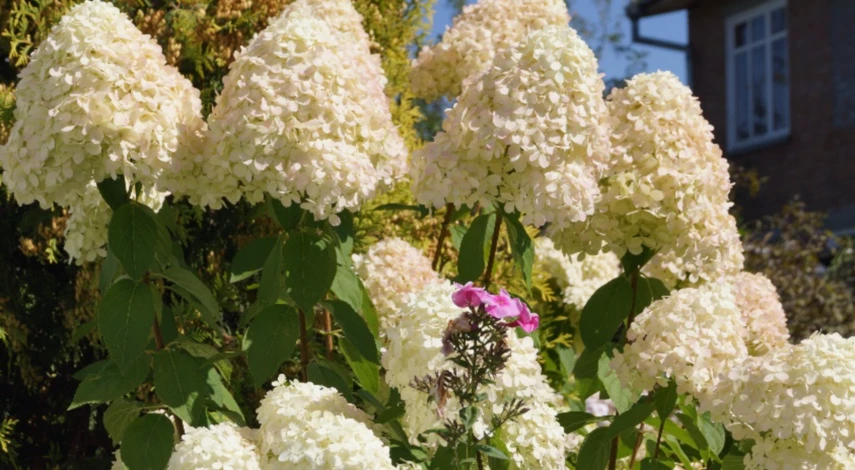 Борьба с пятнами на гортензии