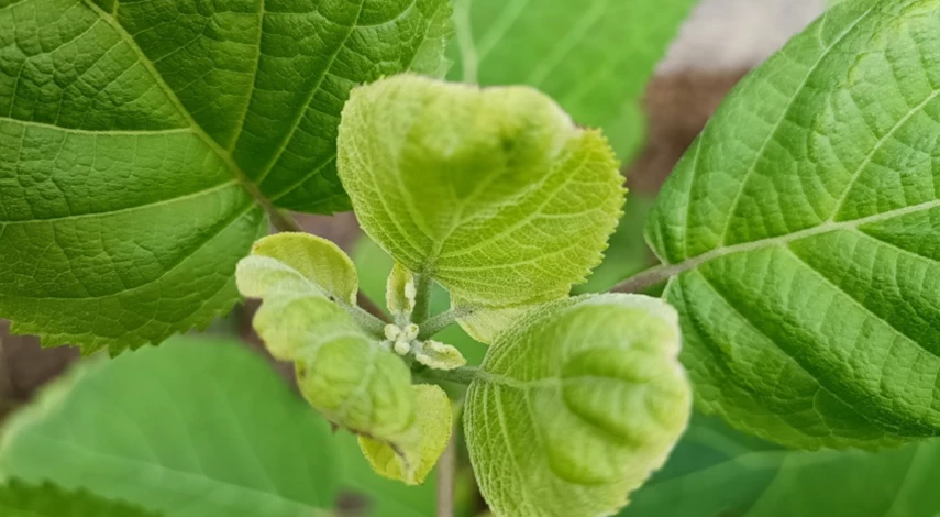 профилактика пятен на гортензии