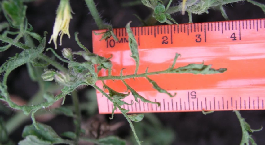 Вирус томата