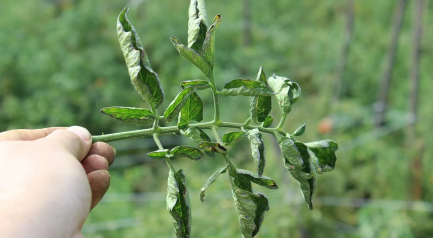 Причина увядания помидоров в теплице