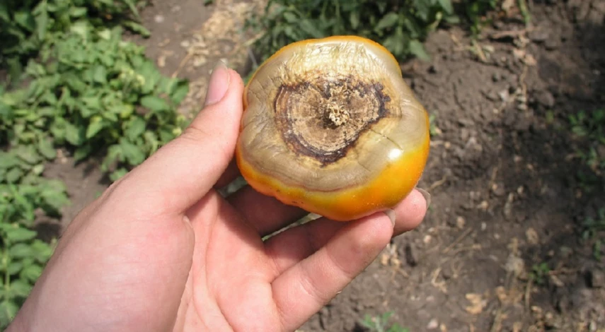 Болезни помидоров