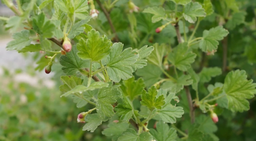 Ржавчина на смородине весной