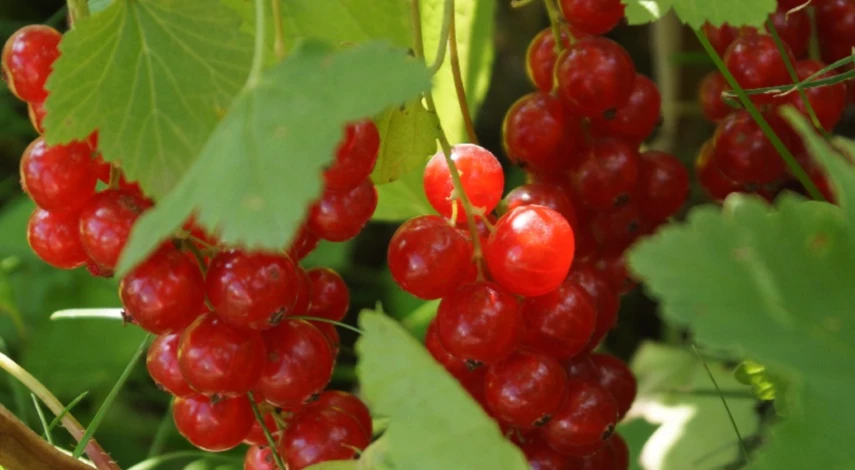 Ржавчина на красной смородине