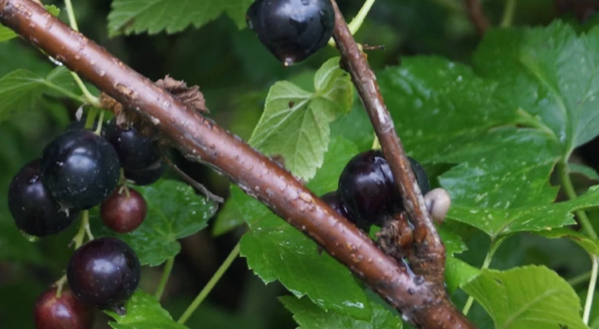 причины мучнистой росы на смородине