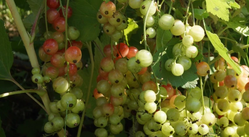 Борьба с мучнистой росой на смородине