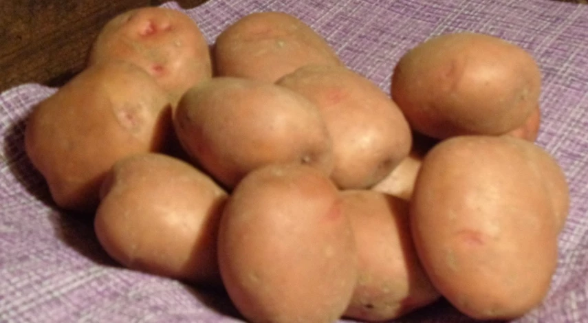 оздоровленный сорт картофеля ермак