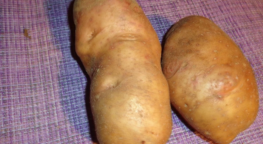 сорта картофеля мордовский лапоть