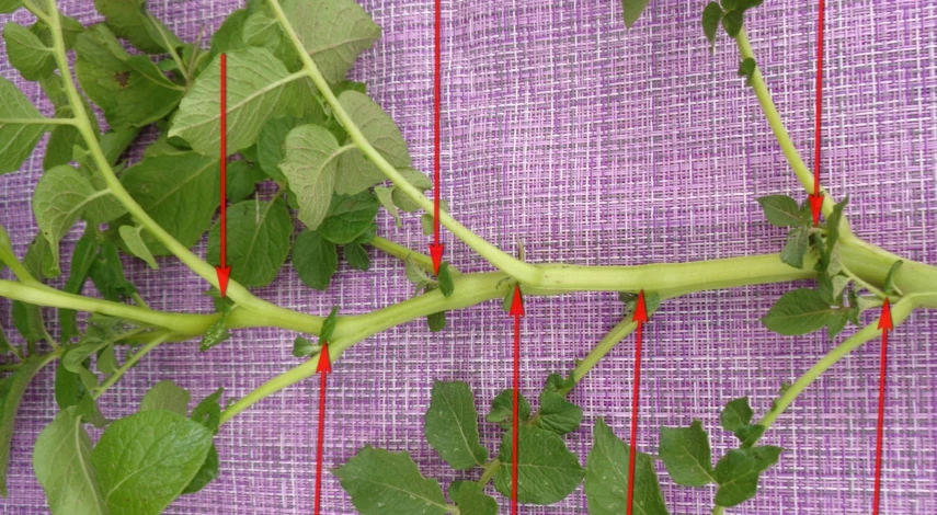 как возродить сорт картофеля