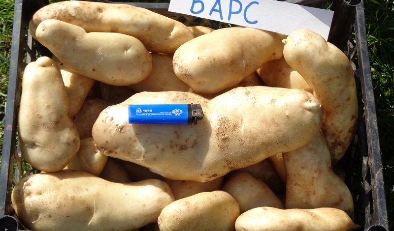 сорт картофеля барс
