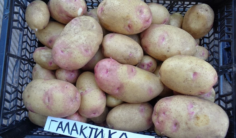 сорт картофеля Галактика
