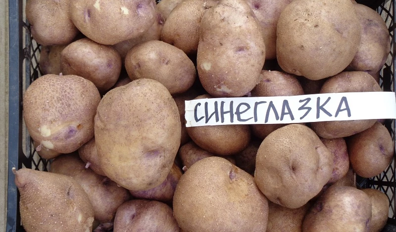 сорт картофеля синеглазка