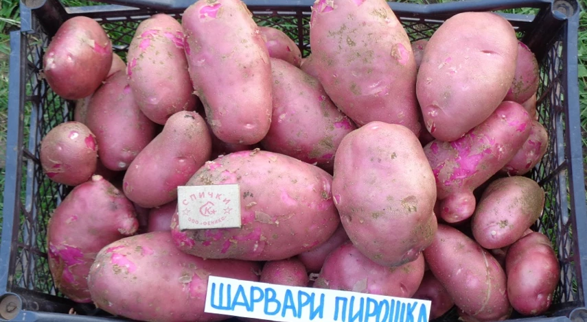 сорт шарвари пирошка