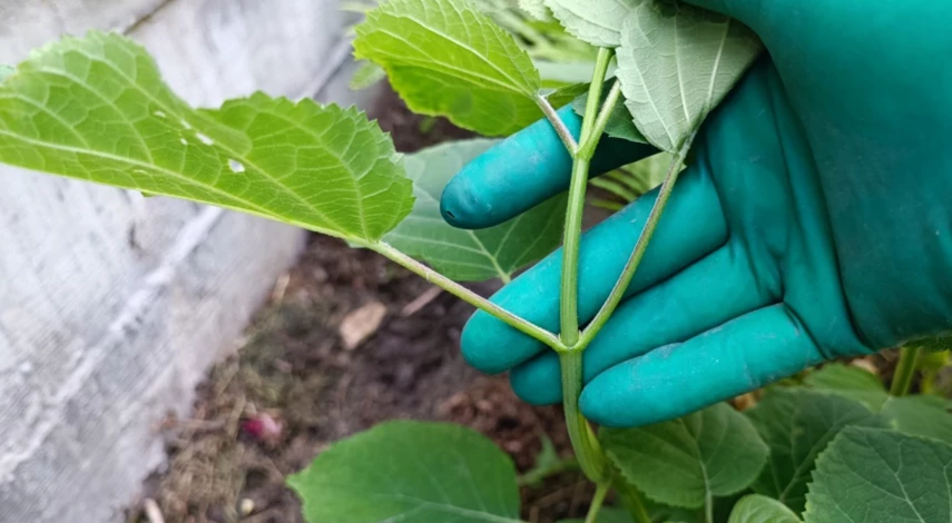 Зеленое черенкование гортензии