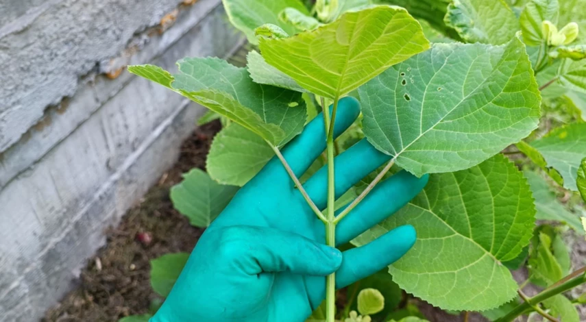 Инструкция по черенкованию гортензии