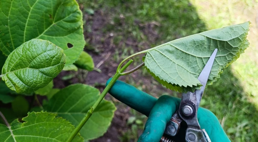 Как черенковать гортензию