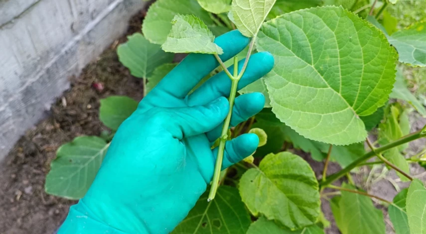 Черенок гортензии