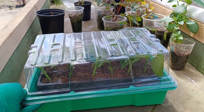 Емкость для укоренения гортензий