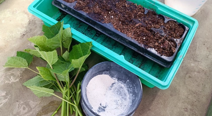 Заготовка черенков гортензии